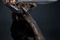 thorin-png