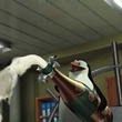 les pingouins contents