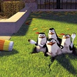 les pingouins