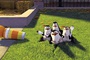 les pingouins