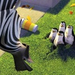 marty et les pingouins
