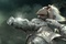 chasseurs de dragons 16 - Chasseurs de dragons