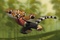 tigre - Kung Fu Panda