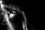 affiche 3 du film wolfman