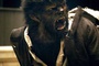 benicio del toro dans wolfman