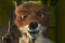 maitre renard expliquant