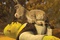 shrek 4 6 4597916nbcsd 1798