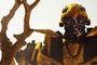 Bumblebee en robot