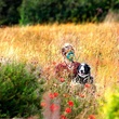 arthur et son chien