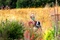 arthur et son chien