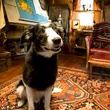 le chien de arthur