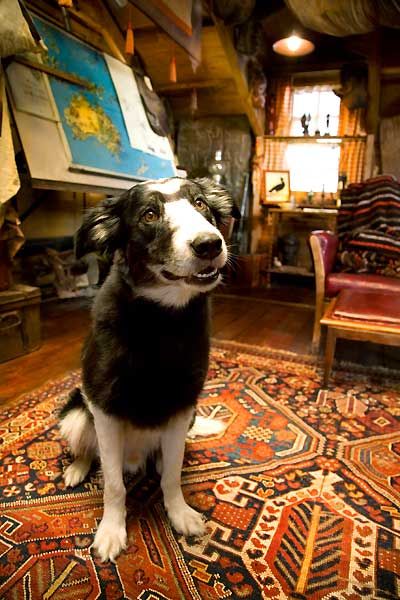 le chien de arthur