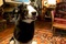 le chien de arthur