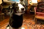 le chien de arthur