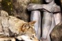un loup passant devant freddie highmore