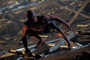 spider-jpg