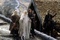 orlando bloom ian mckellen viggo mortensen - Le seigneur des anneaux : Le retour du roi