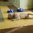 chien-dans-marley-et-moi-jpg