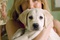 marley-et-jennifer-aniston-jpg