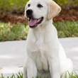 marley-le-chien-jpg