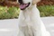 marley-le-chien-jpg