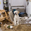 marley-le-chiot-jpg