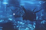 alien-jpg