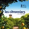 Affiche du film Les citronniers - Les citronniers 