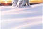 Affiche du film La planète blanche