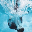 un plongeon