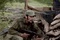 photo du film 5 - Che - L'Argentin