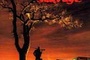 Affiche du film La Balade sauvage