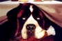 Affiche du film Beethoven
