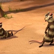 les deux opossums
