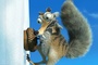 scrat et son gland