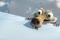 scrat
