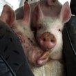 cochons - Yvette bon Dieu !