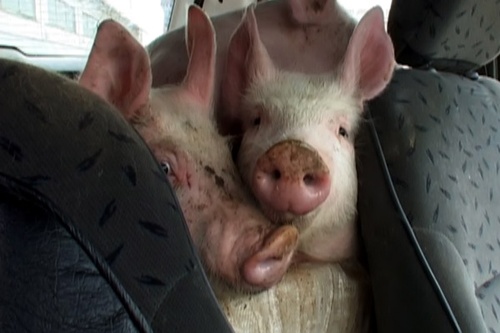 cochons - Yvette bon Dieu !