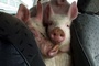 cochons - Yvette bon Dieu !