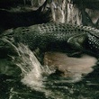 caiman - Solitaire