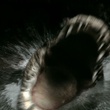 crocodile 2 - Solitaire