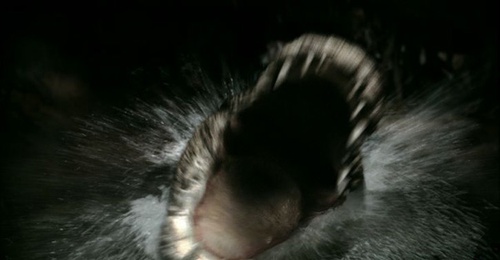 crocodile 2 - Solitaire