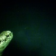 crocodile 4 - Solitaire