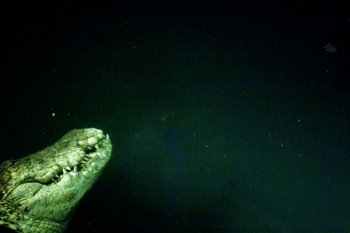 crocodile 4 - Solitaire