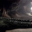 crocodile - Solitaire