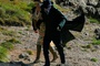 johnny-depp et bella heathcoate-png