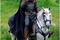 robin hood russel crowe a cheval
