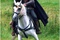 robin hood russel crowe