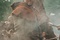 Russell Crowe