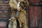 calamity jane